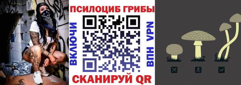 Галлюциногенные грибы Psilocybe Киселёвск