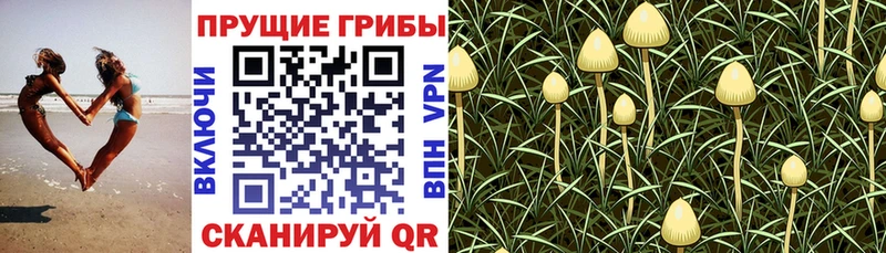 Галлюциногенные грибы Magic Shrooms купить сайты Киселёвск